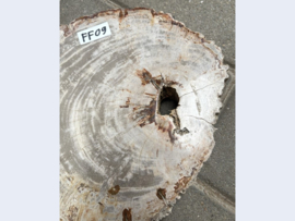 Versteend hout schijf FF09 (33x26cm)