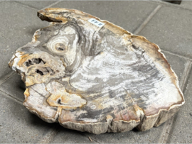 Versteend hout schijf FF11 (35x27cm)