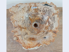 Pompbak uit versteend hout YM141 (43x39cm)