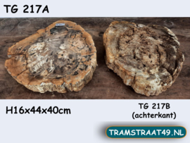 Dikke versteend hout schijf TG217A