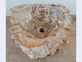 Pompbak uit versteend hout YM141 (43x39cm)