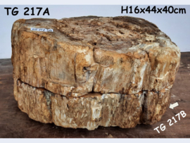 Dikke versteend hout schijf TG217A