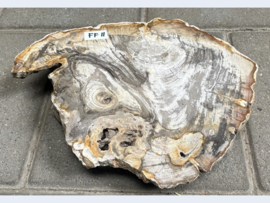 Versteend hout schijf FF11 (35x27cm)