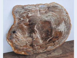 Salontafel blad van versteend hout CV60 (84x64cm)