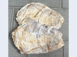 Versteend hout schijven D341 (43x33cm)