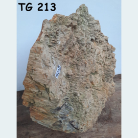 Dikke versteend hout schijf TG213