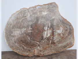 Fossiel hout wanddecoratie  CV46 (85x67cm)