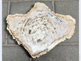 Versteend hout schijf D347 (43x34cm)
