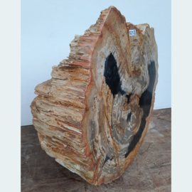 Dikke versteend hout schijf TG213