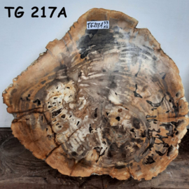Dikke versteend hout schijf TG217A