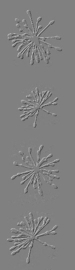 Textuurpapier Dill Weed Seedhead