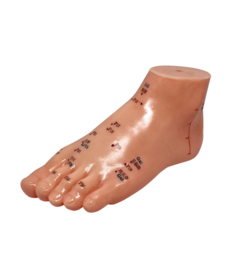 Zu Bu Xue Wei Mo Xing - Foot Model Showing Acupoints -足部穴位模型