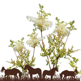 Moerasspirea