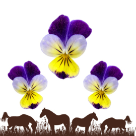 Driekleurige viooltje