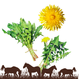 Paardenbloemblad