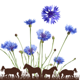Korenbloem