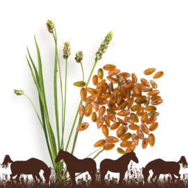 Psyllium zaden