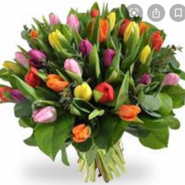 Tulpen liefde