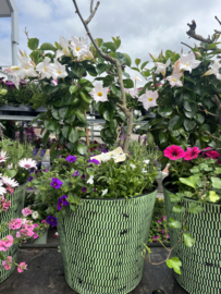 Plantenbak buiten xl