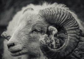 Tuinposter ram in zwart/wit 85 x60 cm