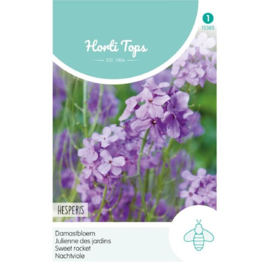 Hesperis, Damastbloem Violet