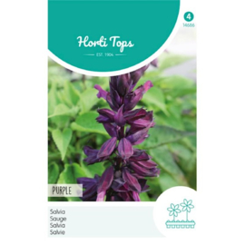 Salvia, Purple