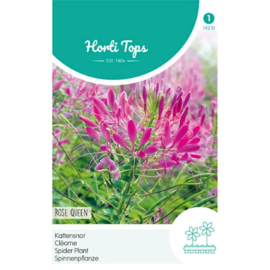 Cleome hassleriana, Kattensnor Rose Queen