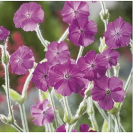 Lychnis, Prikneus Rose Campion