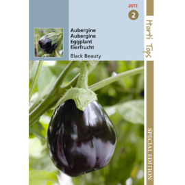 AUBERGINE ZADEN