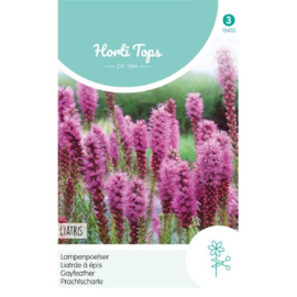 Liatris, Lampenpoetser purperrose