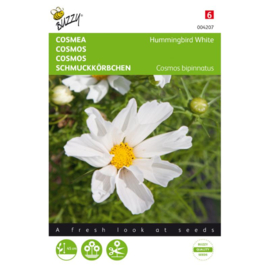 Cosmos, Cosmea Hummingbird White