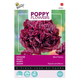 Papaver Black Paeony - Poppy Flowers