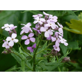 Hesperis, Damastbloem Violet