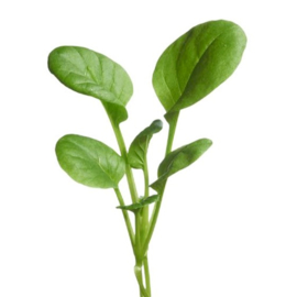 Tatsoi - Microgreens