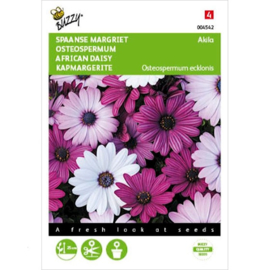 Osteospermum, Spaanse Margriet Akila mix