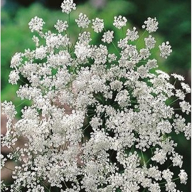 Ammi majus, Witte dille - Groot akkerscherm - Witte kantbloem