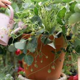 Little Dutch - Plantenpotje Aardbei