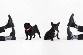 Many Mornings - Mismatched Sokken - Tiny Little Dogs - Kleine honden