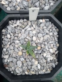 Agave mckelveyana x agave utahensis - 05 - 2 ltr