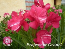Nerium oleander 'Professeur Granel'