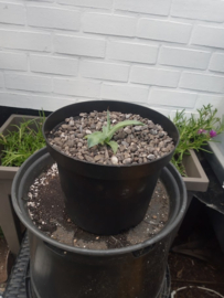 Agave parrasana 'Triumphant' - 3 ltr