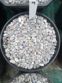 Agave mckelveyana x agave utahensis - 14 - 1,5 ltr