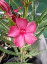 Nerium oleander 'Fire Walker'