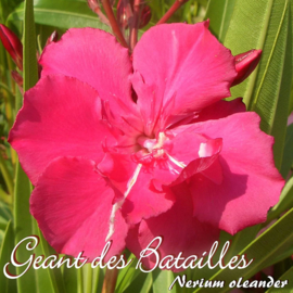 Nerium oleander 'Géant des Batailles' / 'Commandant Barthélémy'