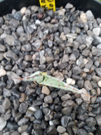 Agave parrasana 'Globe' - 3 ltr