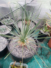 Yucca rostrata 04