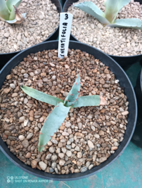 Agave x nevatifolia - 1.03 - 3 ltr