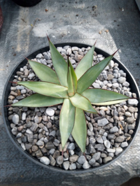 Agave romanii ( = Agave filifera x Agave celcii albicans ) - 01 - 3 ltr