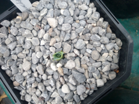 Agave ovatifolia 'Emerald'   1.02 - 2 ltr