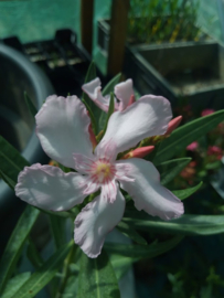 Nerium oleander 'Maguellone'